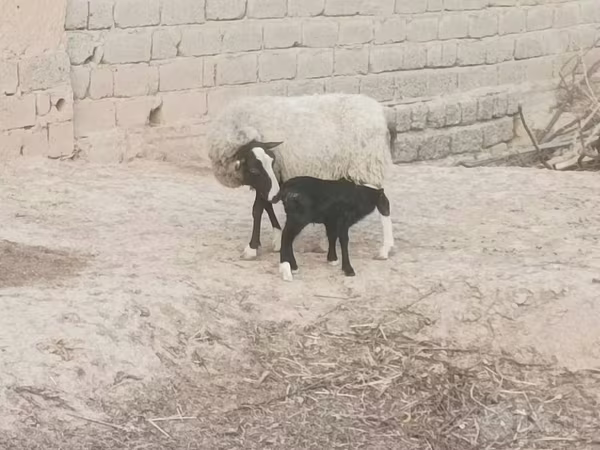 Juh, Romanov sheep