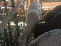 Ovan, Merino sheep — fotografija 4
