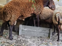 Wad, Sheep — sawirka 4