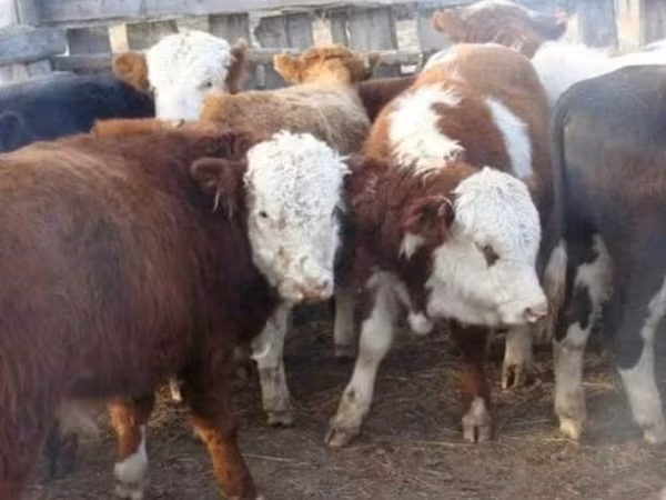 Bull, Cattle — Russia