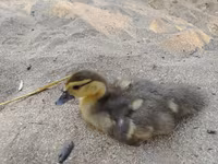 Ducks — عکس 6