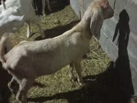 母山羊, Goats — 照片 2