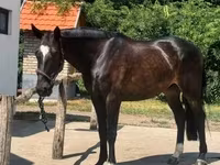 Hingst, Belgian warmblood horse — foto 7