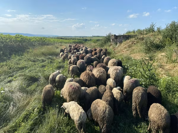 Sheep, Sheep — Moldova