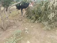 Koe, Simmental cattle — foto 1