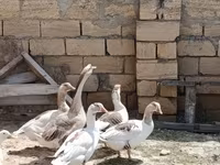 Geese — foto 1