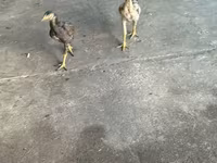 Chickens — عکس 2