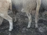 Kambing jantan, Sheep — foto 3