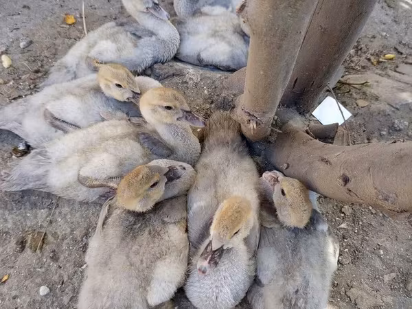 Ducks — Azerbaijan