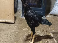 Chickens — снимка 1