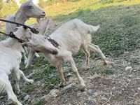 แพะตัวเมีย, Saanen goat — รูปภาพ 2