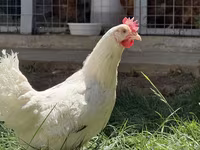 Chickens — عکس 1