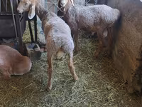 Baran, Arashan sheep — zdjęcie 1
