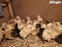 Chickens — عکس 3