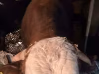 Bou, Vaca kazahă cu cap alb — foto 7