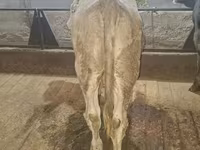 Bik, Simmental cattle — fotografija 3