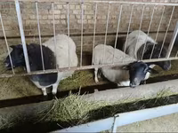 भेड़, Dorper sheep — फ़ोटो 7
