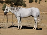اسب نر, Quarter Horse — عکس 2