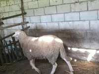 雄羊, Baerchuke sheep — 写真 2