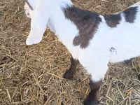 Jarac, Nubian Goat — fotografija 2
