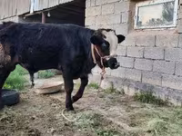 گاو نر, Simmental cattle — عکس 4