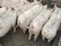 หมูป่าตัวผู้, หมู — รูปภาพ 2