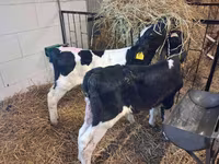Býk, Simmental cattle — foto 8