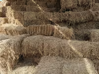 شتر (گروه، جنسیت مشخص نشده), شتر — عکس 4