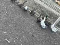 Ducks — fotografija 5