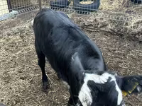 பசு, Russian Black pied cattle — புகைப்படம் 3
