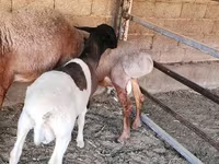Berbec, Dorper sheep — foto 7