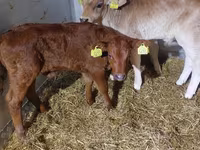 ثور, Simmental cattle — الصورة 5