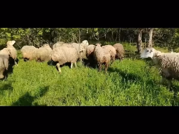 میش, گوسفند