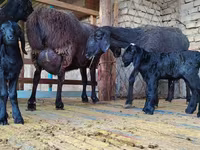 Oveja, Hissar sheep — foto 3