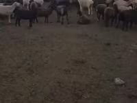 Ovce, Edilbay sheep — foto 7