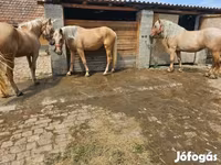 مادیان, اسب — عکس 5