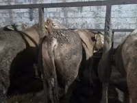 Banteng, Cattle — foto 7