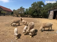 Domba betina, Sheep — foto 5
