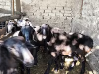የጎትት አውራ በግ, Sheep — ፎቶ 5