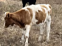 பசு, Simmental cattle — புகைப்படம் 4