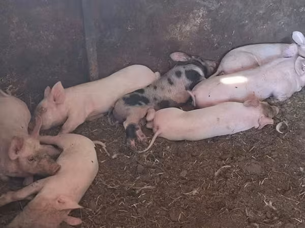 Sow, Pigs — Hungary