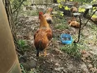 Chickens — foto 1