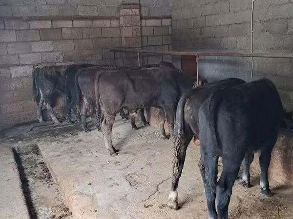 Toro, Aberdeen-Angus