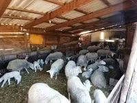 Biri-biri betina, Sheep — foto 4