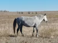 Klisna, Kazakh horse — foto 4