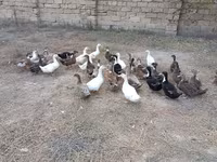 Ducks — تصویر 2