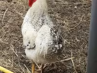 Chickens — foto 2