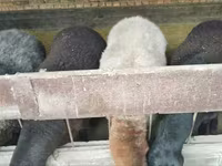 میش, Hissar sheep — عکس 2