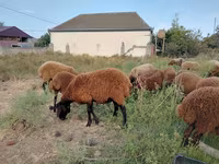 Pecora, Pecore — foto 5