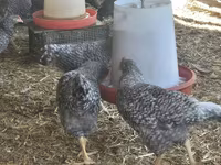 Turkeys — zdjęcie 6